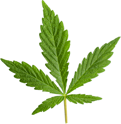 https://uptownva.com/wp-content/uploads/2018/12/marijuana_leaf_large.png